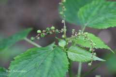 Acalypha paniculata